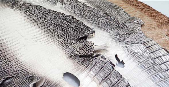 Alligator leather MANUFACTURER