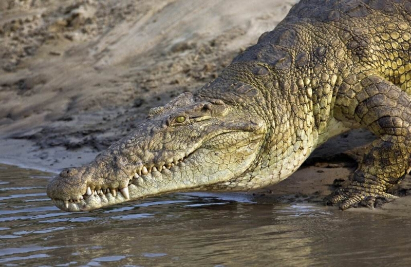 Krokodilleskinn PRODUSENT