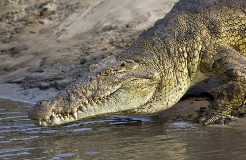 FABRICANT de cuir de crocodile